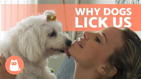 lick my pussy|Lick My Pussy Porn Videos 